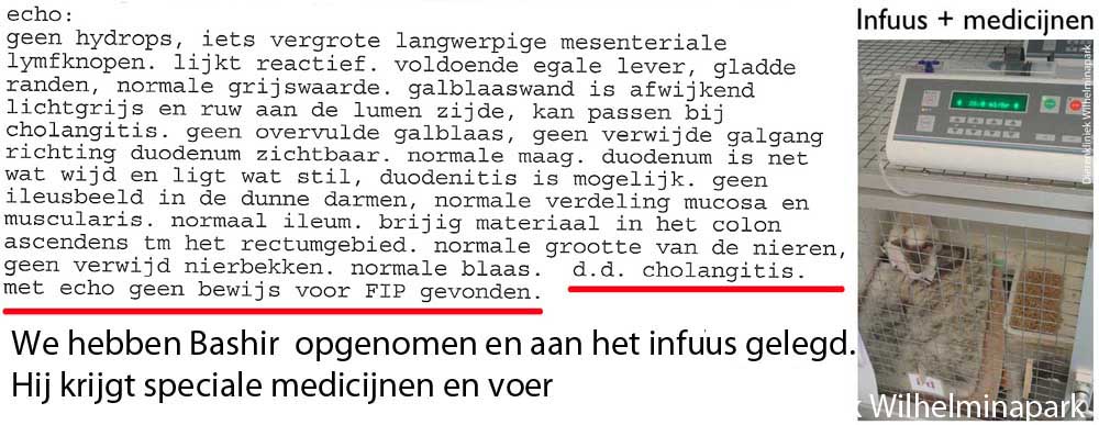 Kat met een echo uitslag die wijst op cholangitis en niet op FIP